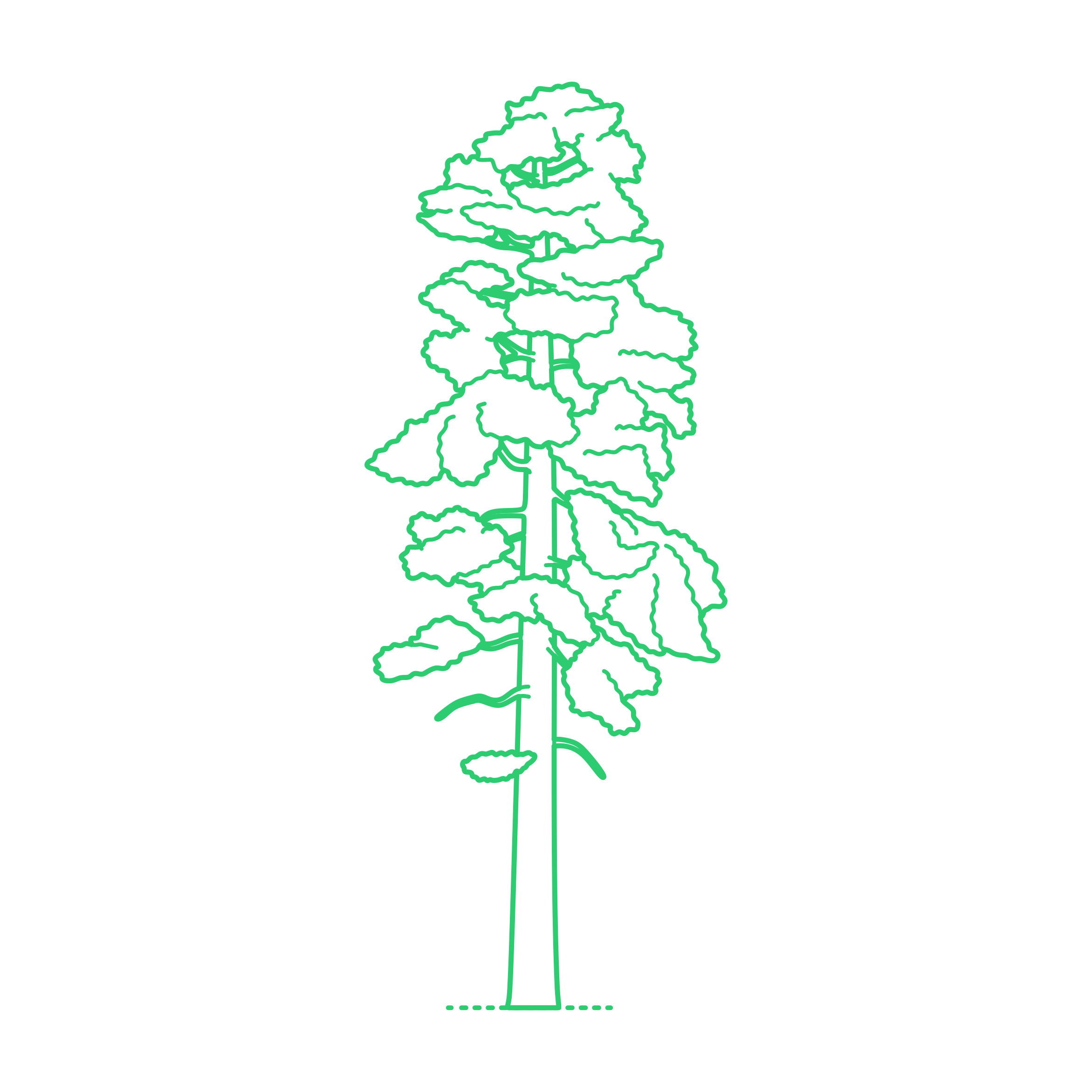 Plants Thujas Incense Cedar Digital Sketch Svg Design Free Vectors